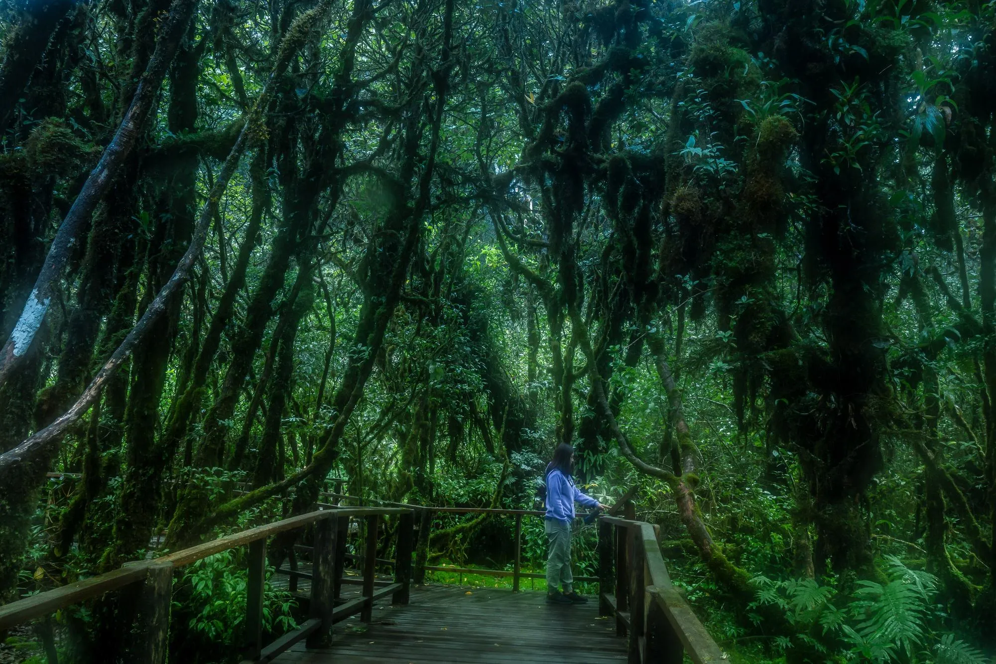 Wooden boardwalk through the moss-covered forest of the Ang Ka nature trail