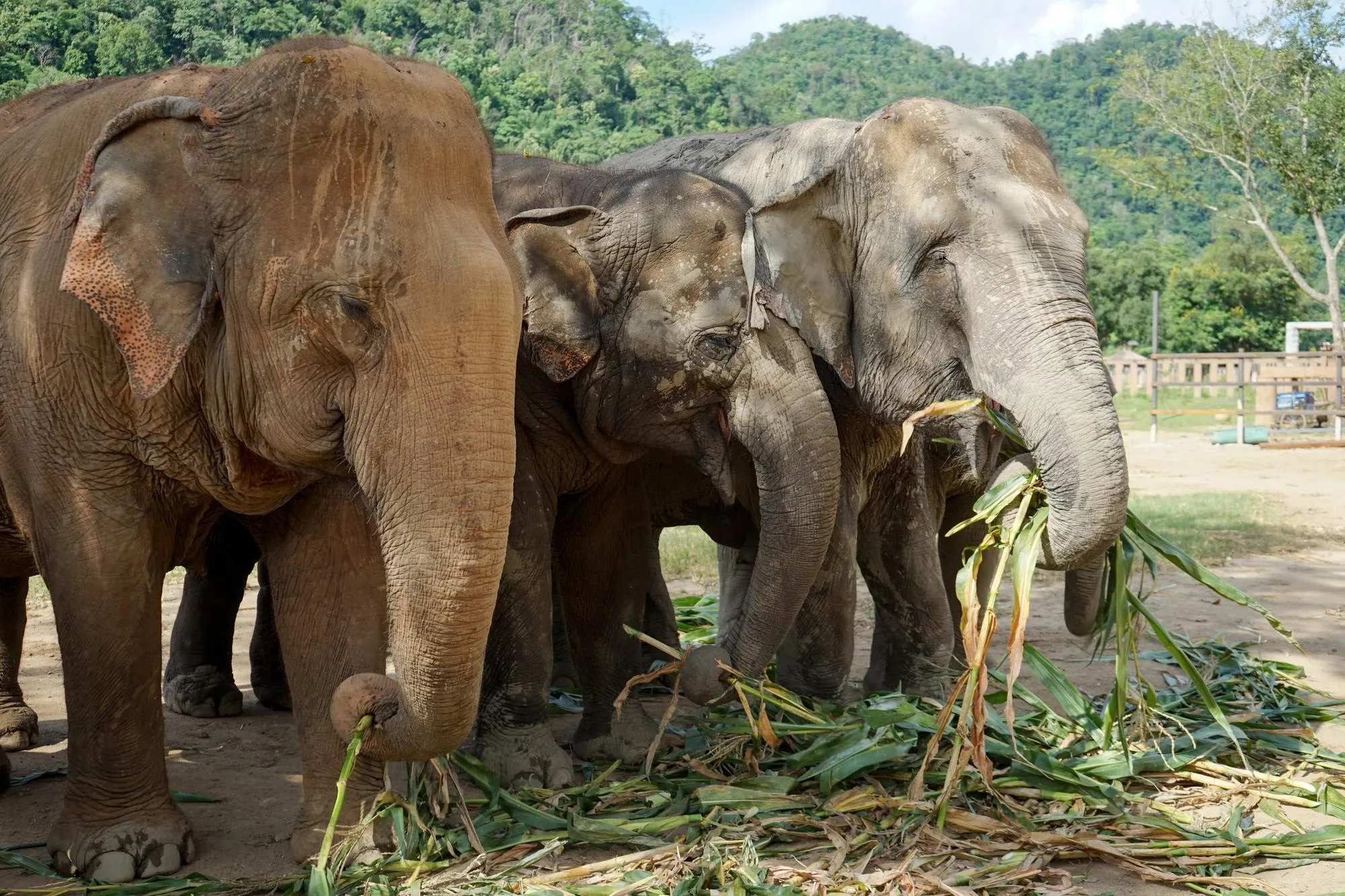 Elephants walking freely through green forest