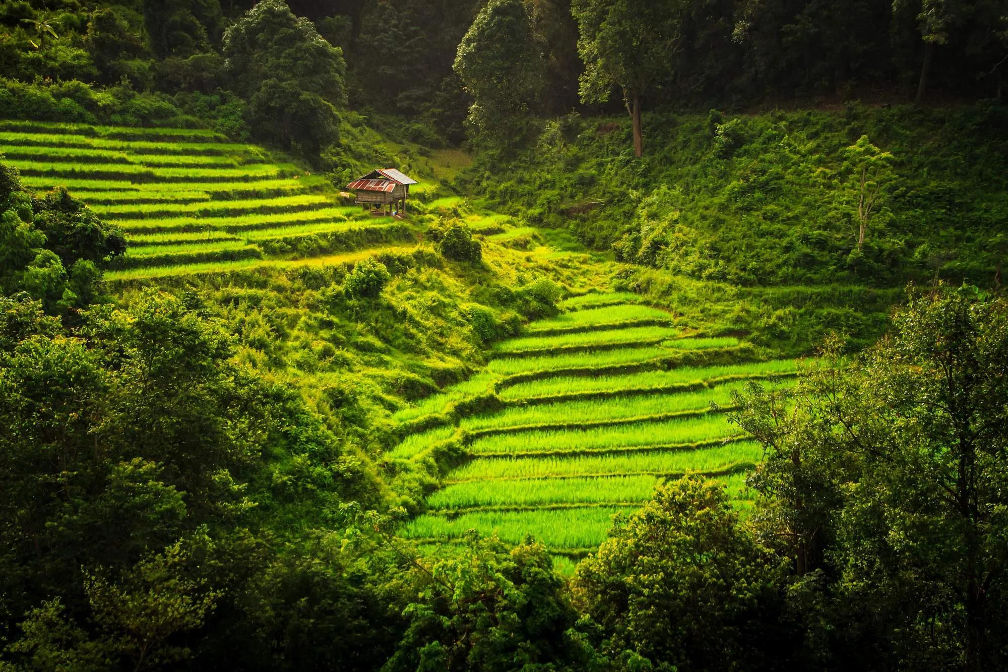 Terraced rice paddies at Ban Mae Klang Luang