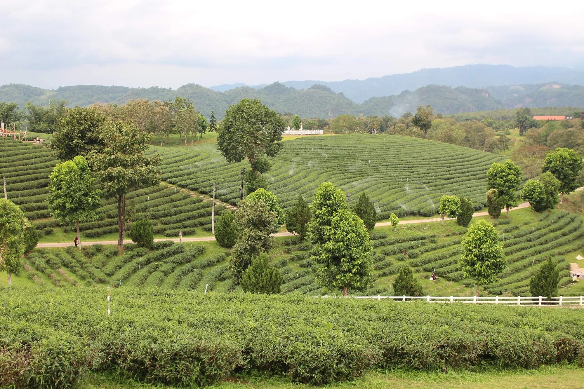 Rows of tea bushes curving over green hills in Chiang Rai province
